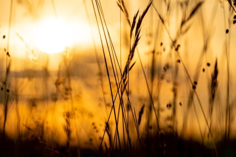 Golden summer sunset over a meadow, symbolizing the fleeting beauty described in Sonnet 18